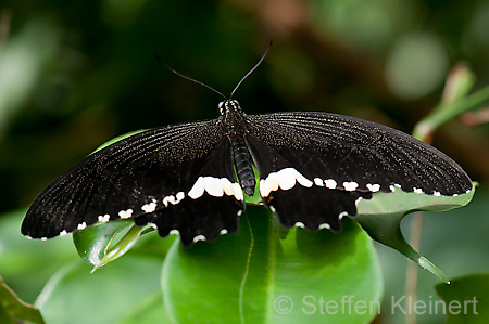 226 gewoehnlicher Mormone - Papilio polytes